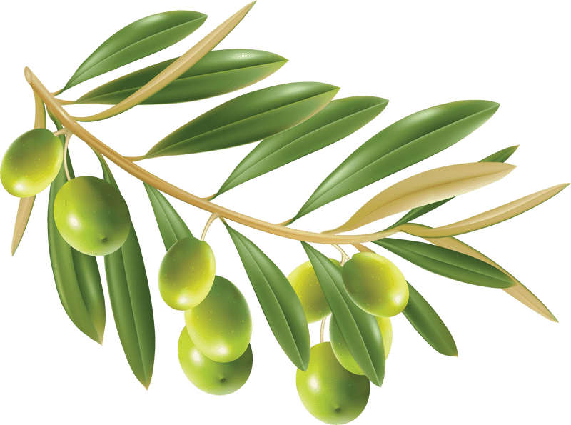 Nature's Essence Olive Oil Delight PNG