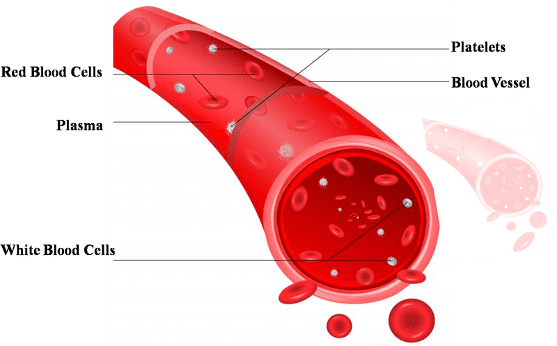 Understanding Blood Components and Their Functions PNG