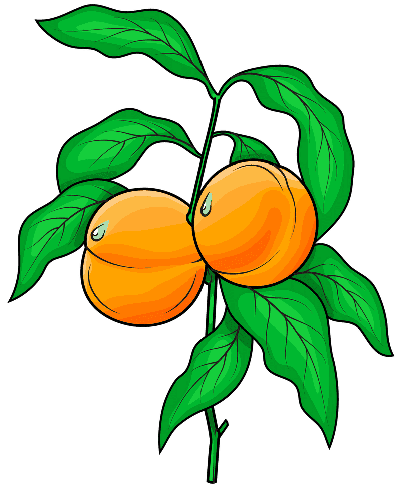 Peach Blossom Delightful Harvest PNG