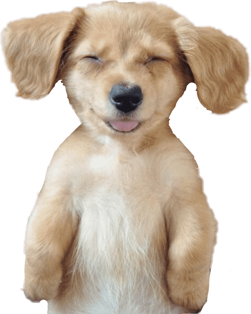 Joyful Dog with a Heartwarming Smile PNG