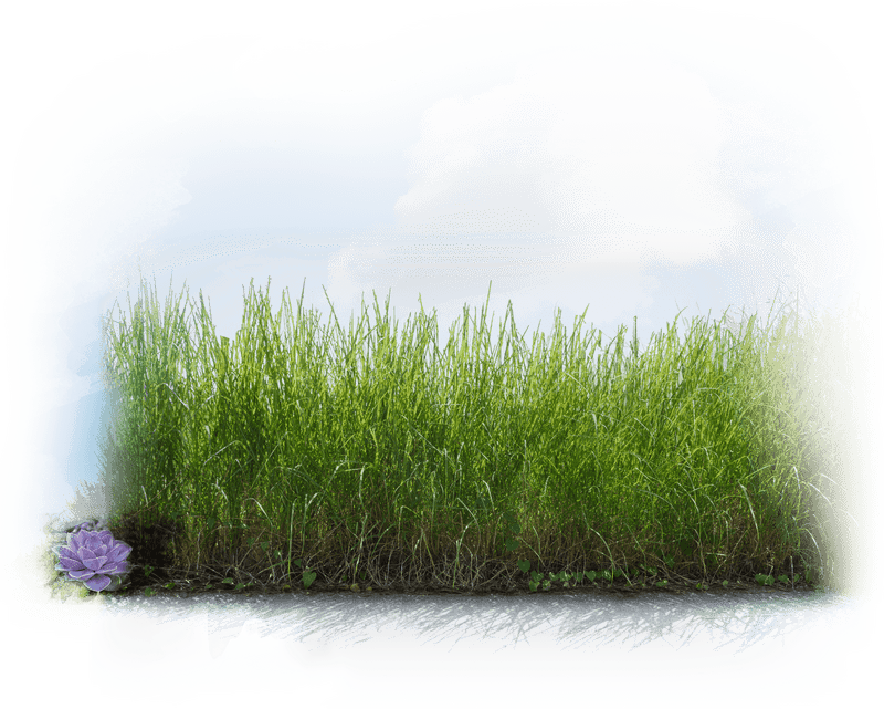 Serene Nature Trail Through Vibrant Grasslands PNG