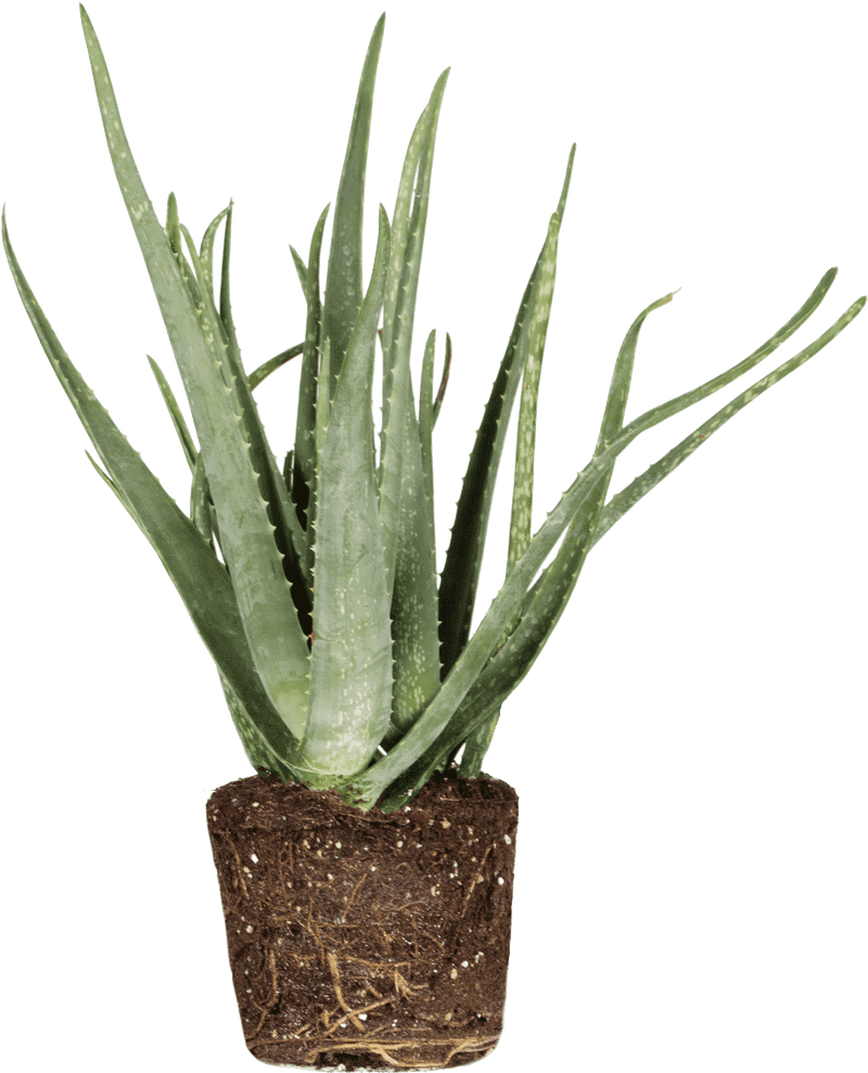 Lush Aloe Vera Plant in Natural Soil Pot PNG