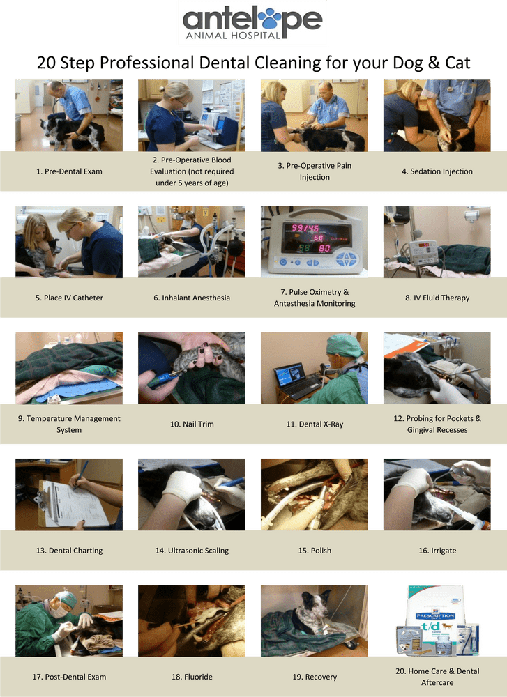Comprehensive Dental Care Procedures at Antelope Animal Hospital PNG