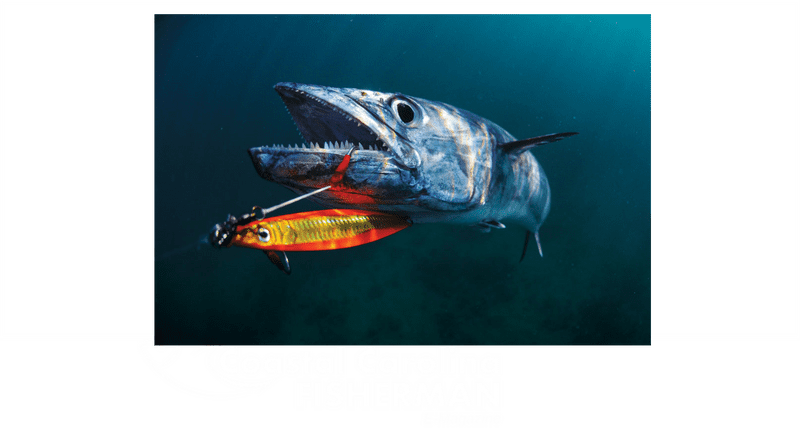 Underwater Fishing Adventures Encountering Majestic Predators PNG