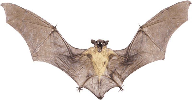 Flying Creature The Baseball Bat's Namesake PNG