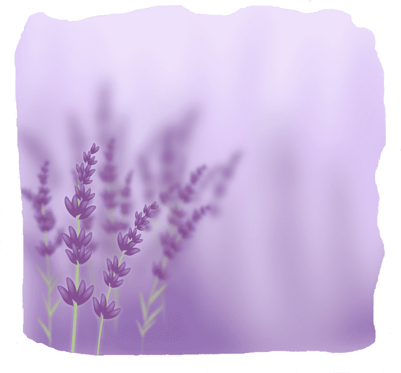 Tranquil Serenity of the Lavender Field PNG