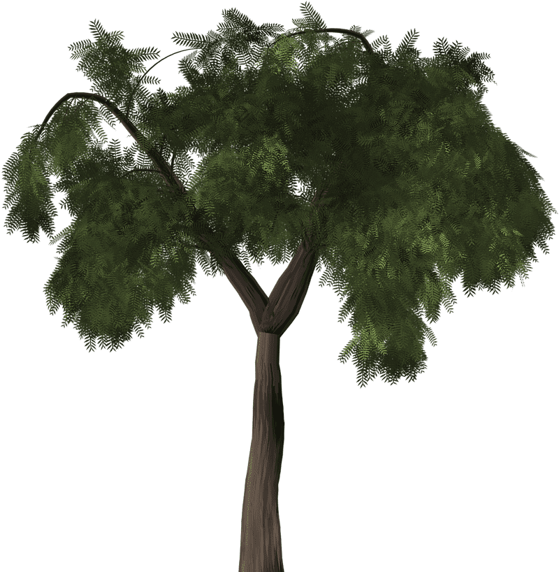 Majestic Green Canopy Tree PNG