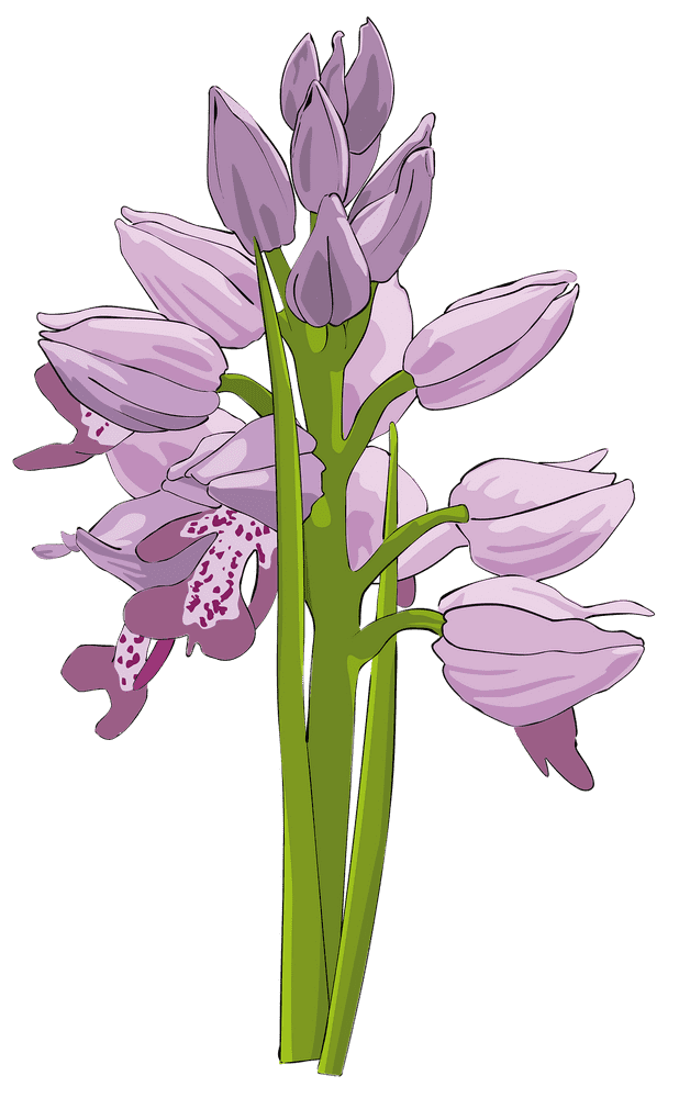 Orchid Dreams in Delicate Bloom PNG