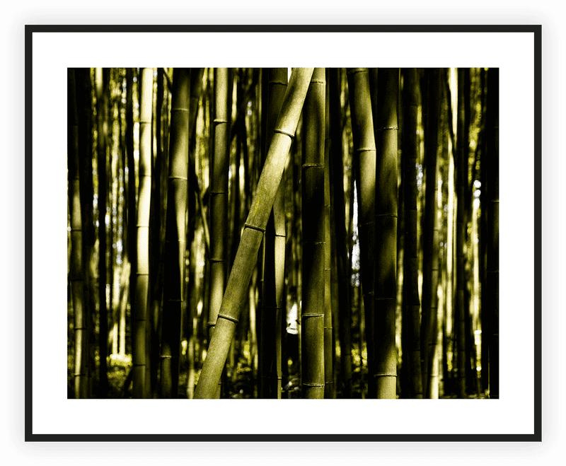Whispers of Tranquility in the Bamboo Forest PNG