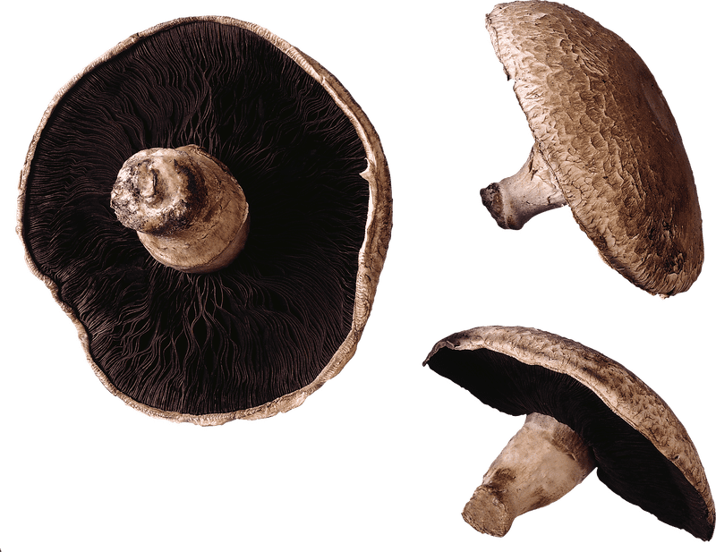 Majestic Mushroom Nature's Hidden Delight PNG