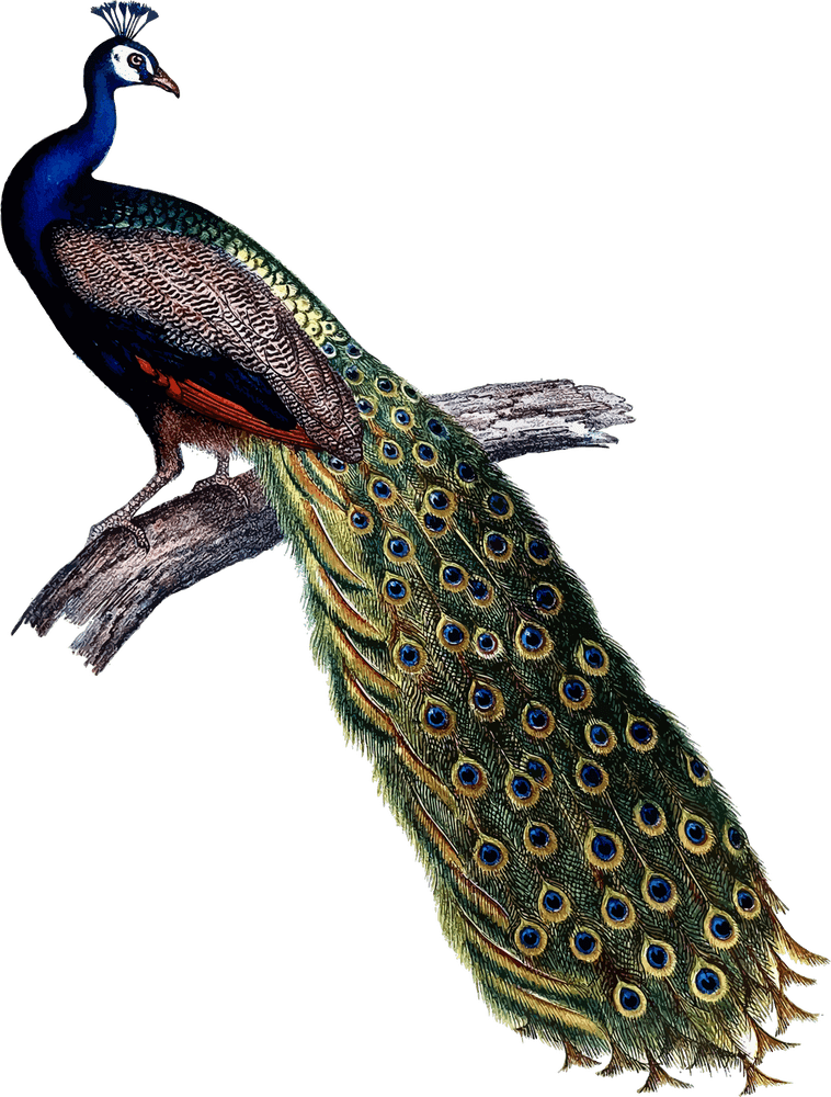 Majestic Peacock Displaying Vibrant Plumage PNG