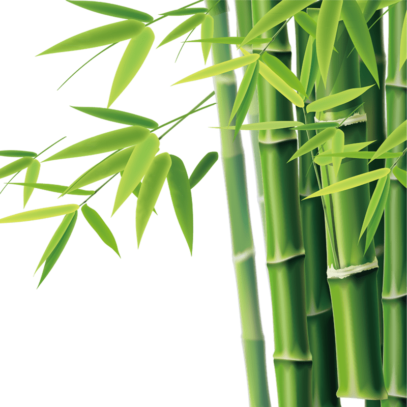 Whispers of the Bamboo Forest PNG
