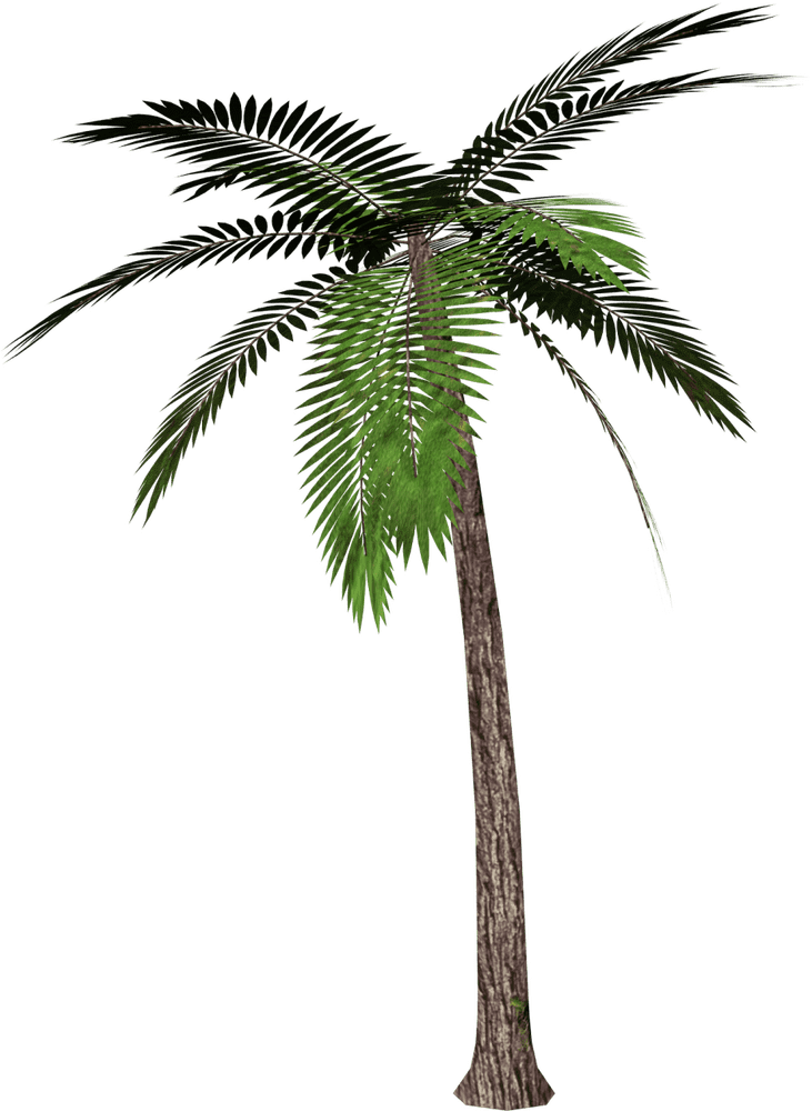Majestic Palm Tree of Paradise PNG