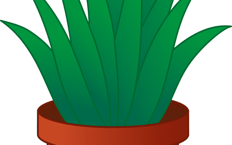 Aloe Vera Nature’s Soothing Succulent Plant PNG