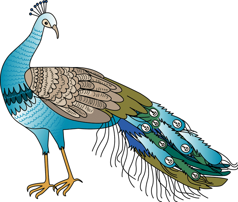 Majestic Peacock in Vibrant Plumage PNG