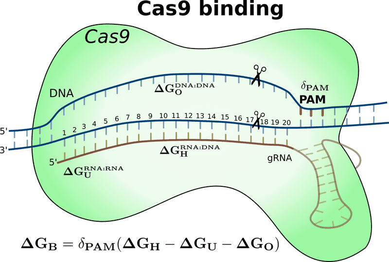 Dynamic Energy of DNA Editing with Cas9 PNG