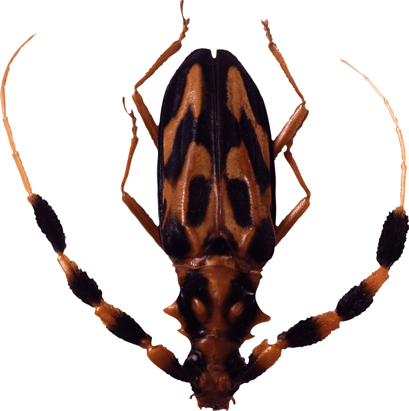 Striking Insect with Bold Yellow and Black Patterns PNG