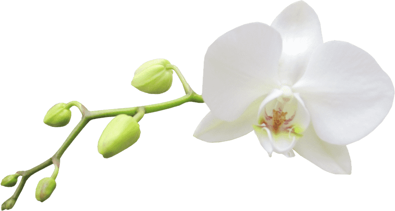 Elegant White Orchid Blossom PNG