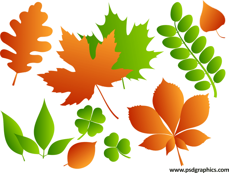 Autumn's Vibrant Leaf Collection PNG