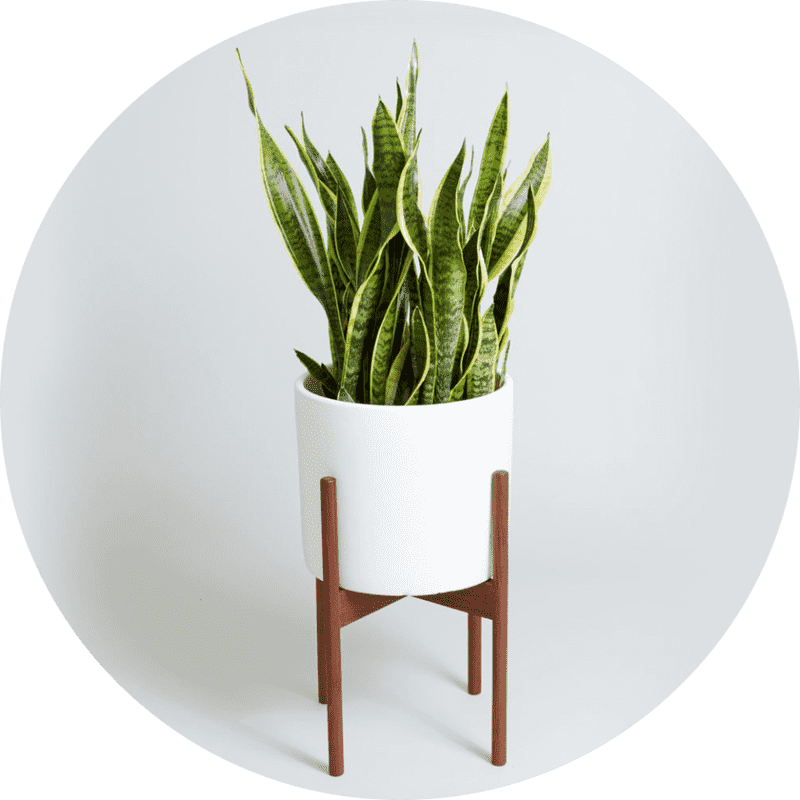 Elegant Indoor Plant Display in a Modern Pot PNG