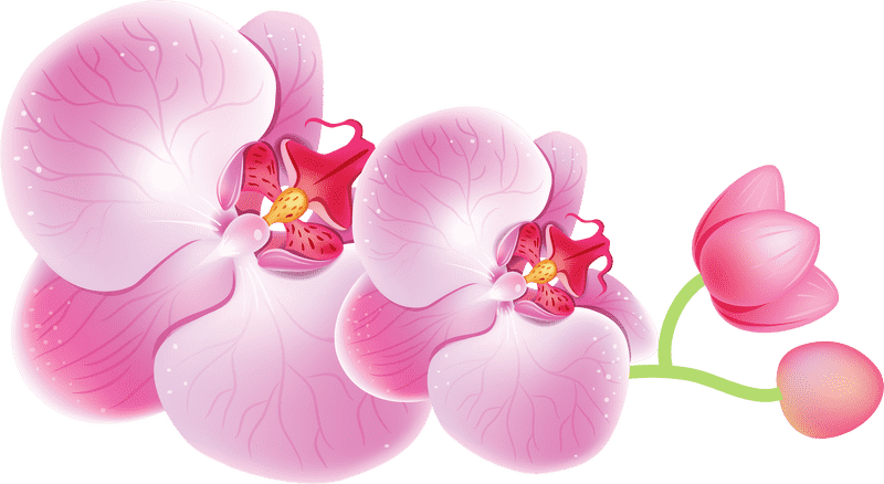 Elegant Orchid Bloom in Soft Pink Hues PNG