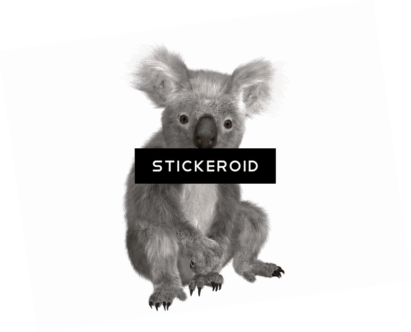 Koala Bear Adventure in the Tree Canopy PNG