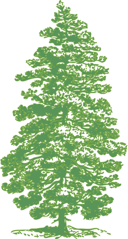 Serene Beauty of the Pine Cone Tree PNG