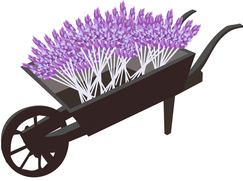 Harvesting Bliss Lavender Field Wonders PNG