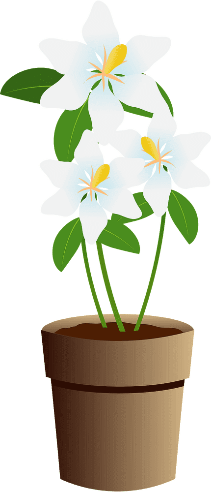 Elegant White Orchid Plant Pot Display PNG