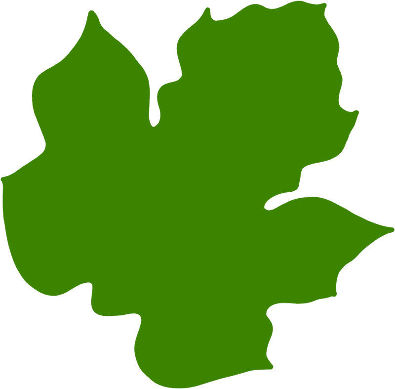 Vibrant Green Leaf of Nature's Embrace PNG