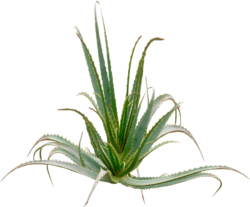 Natural Healing with Aloe Vera Wonder Plant PNG