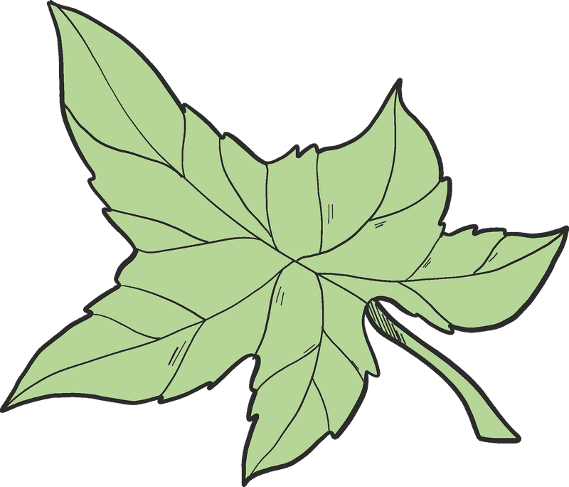 Delicate Ivy Leaf in Soft Green PNG