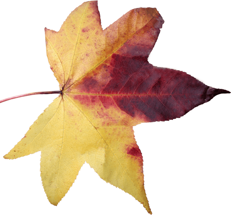 Autumn's Colorful Leaf Symphony PNG