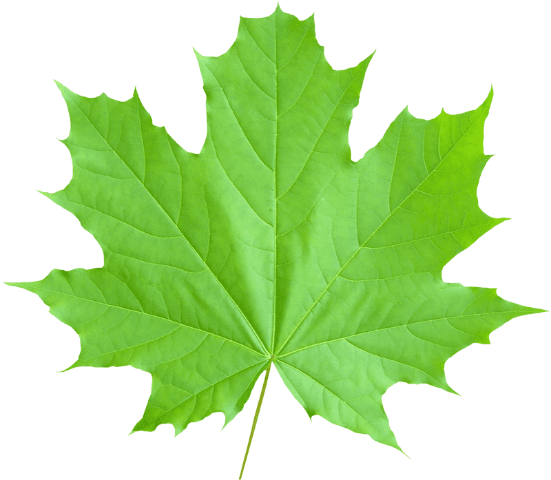 Vibrant Green Leaf of Nature's Splendor PNG