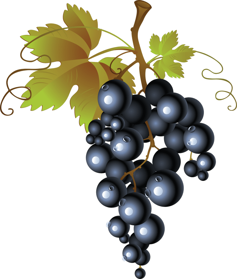 Elegant Black Grapes Picture PNG