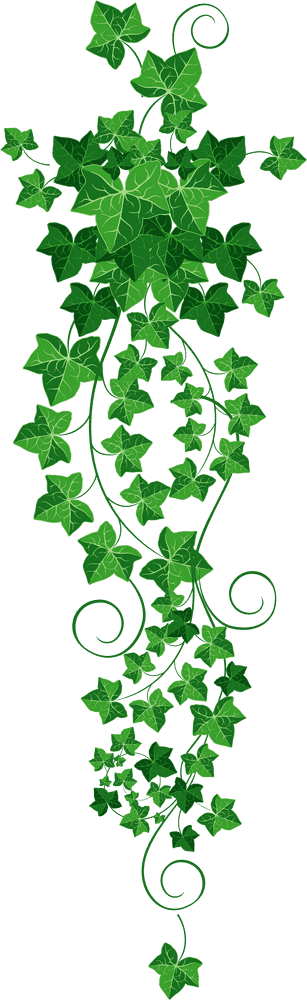Elegant Ivy Leaf Vine Arrangement PNG