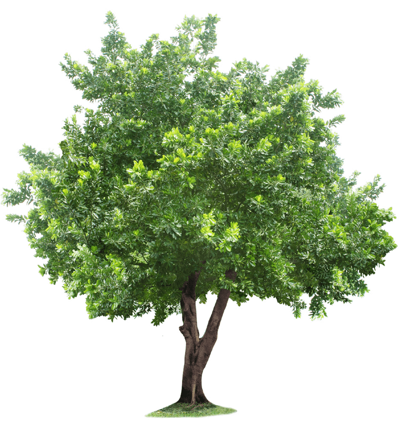 Majestic Green Canopy Tree PNG
