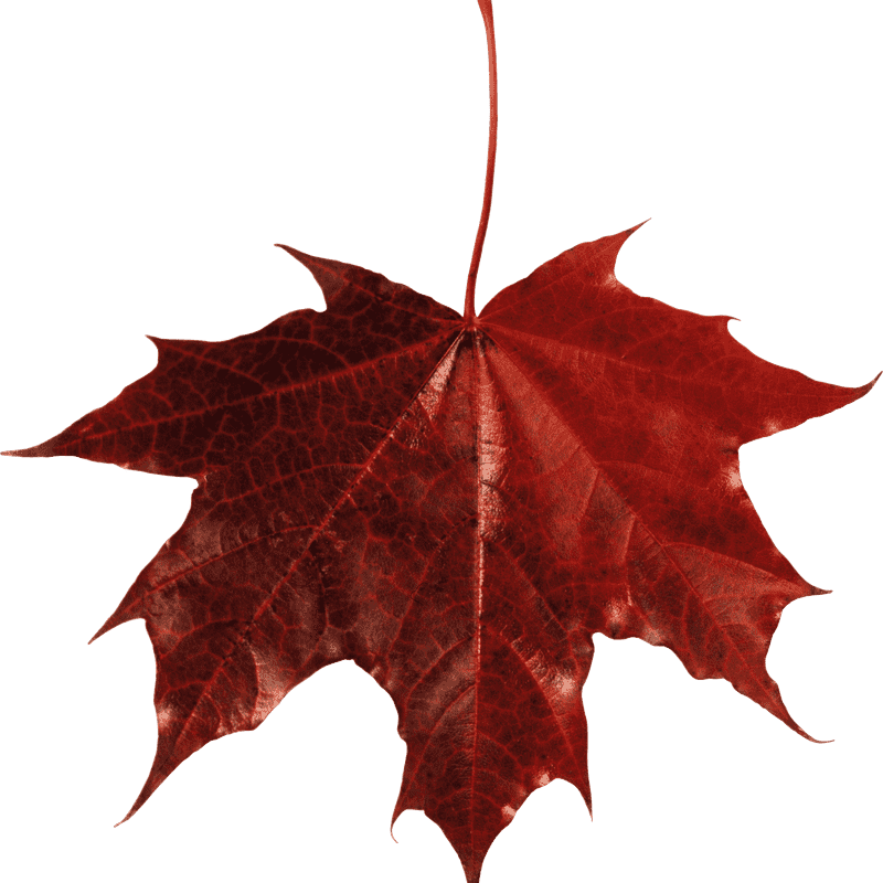 Crimson Maple Leaf of Autumn Glory PNG