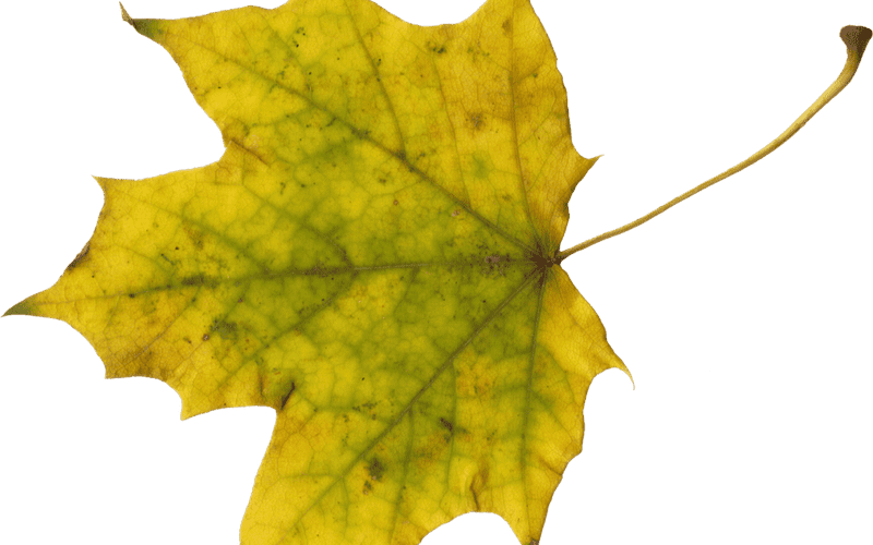 Golden Autumn Leaf Elegance PNG