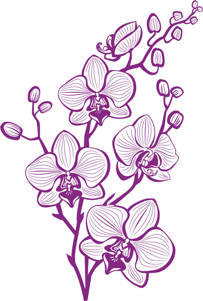 Orchid Elegance Nature's Graceful Bloom PNG