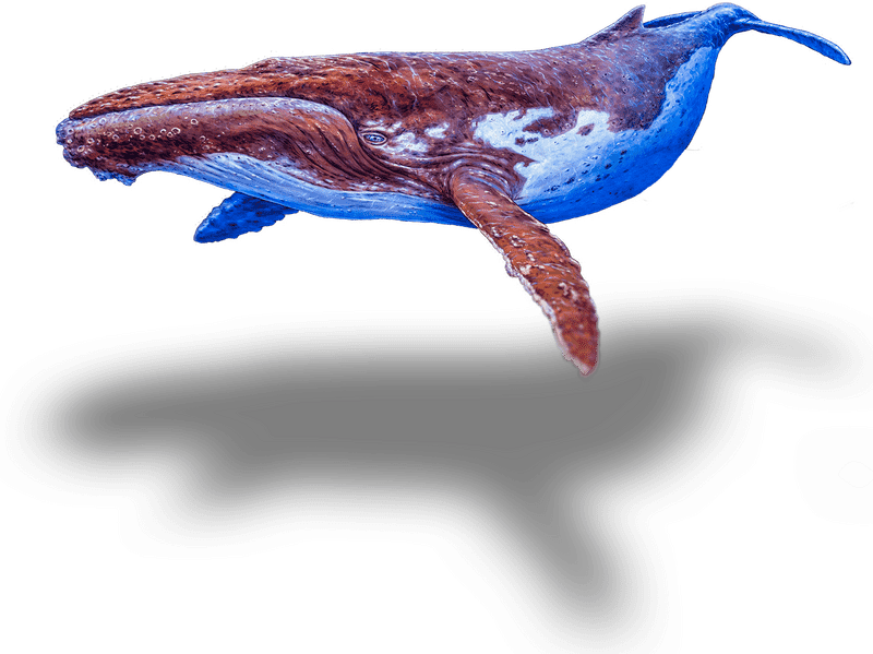 Whale's Journey Through the Enchanted Forest PNG