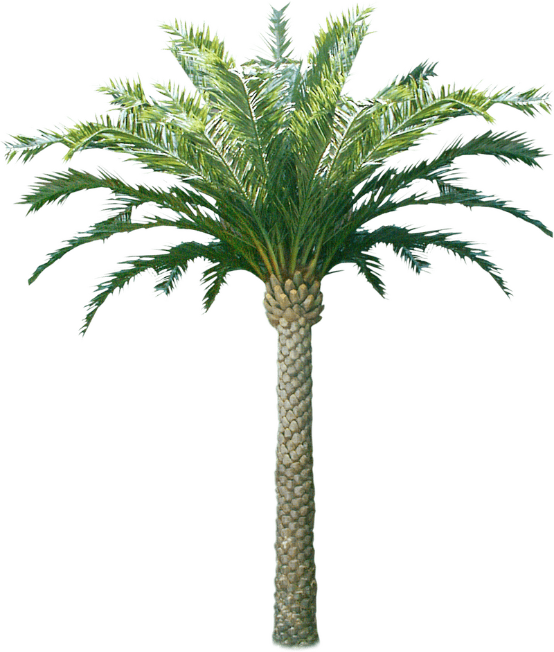 Majestic Coconut Tree with Lush Fronds PNG