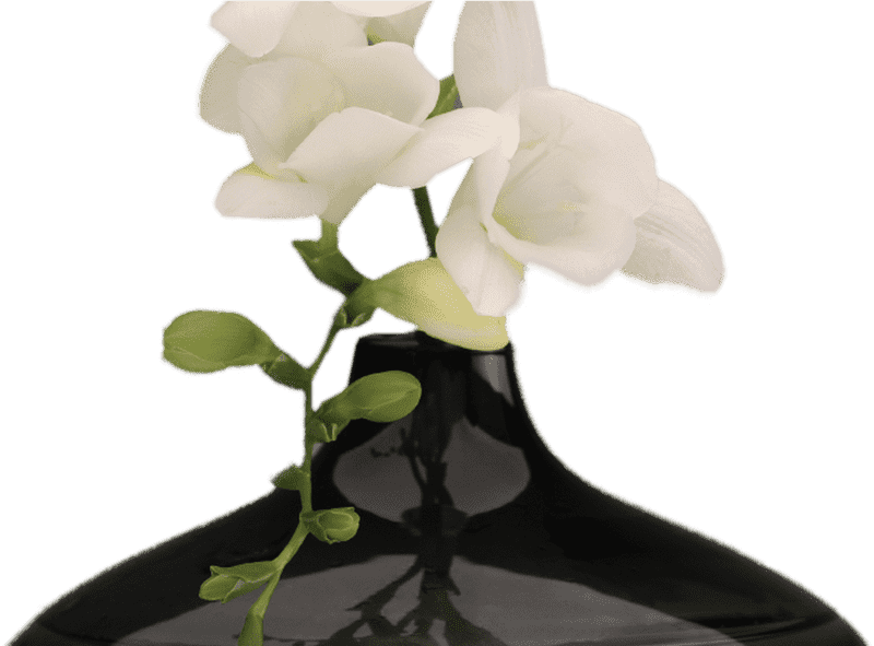 Elegant Black Vase with White Orchid Blooms PNG