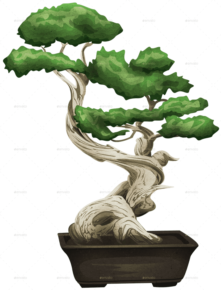 Elegant Bonsai Tree with Twisted Trunk and Lush Foliage PNG