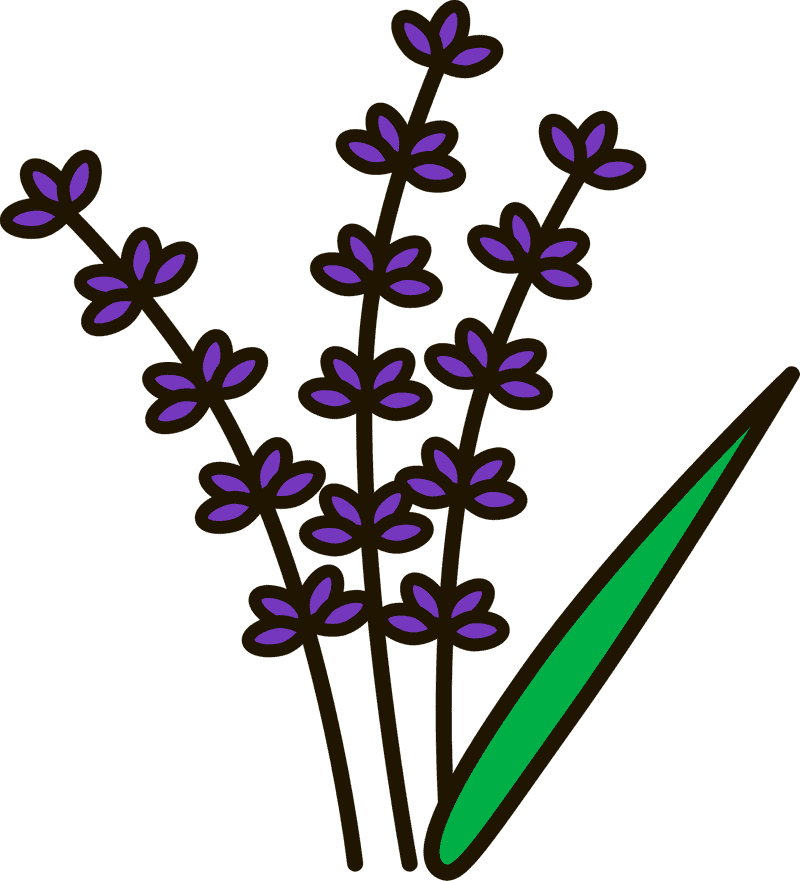 Serene Lavender Field Blossoms in Bloom PNG