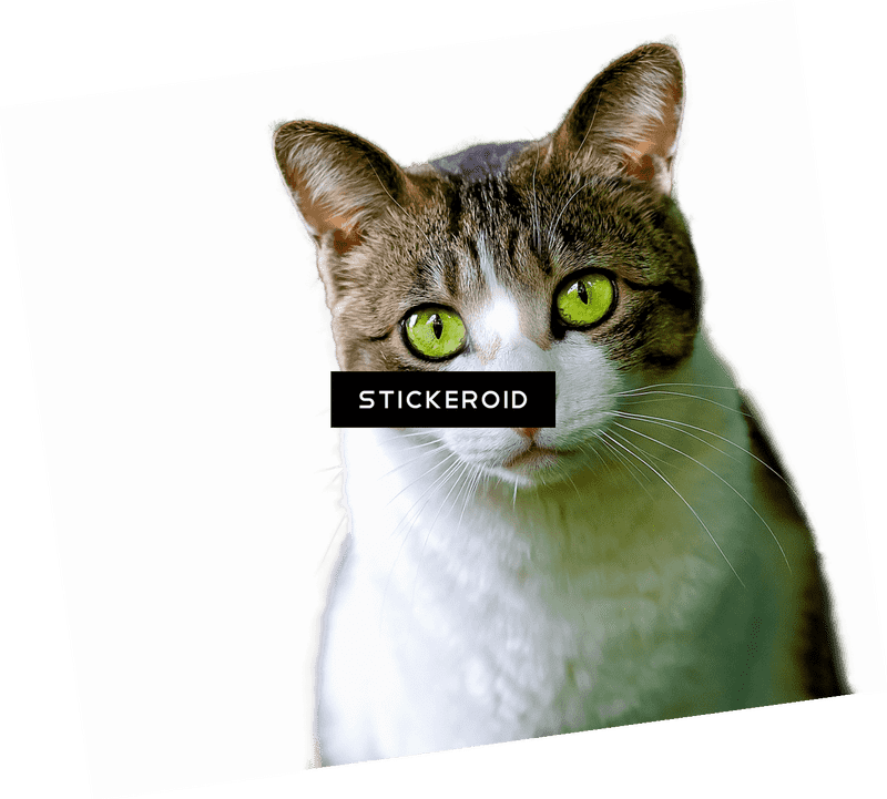 Mysterious Green-Eyed Cat Companion PNG