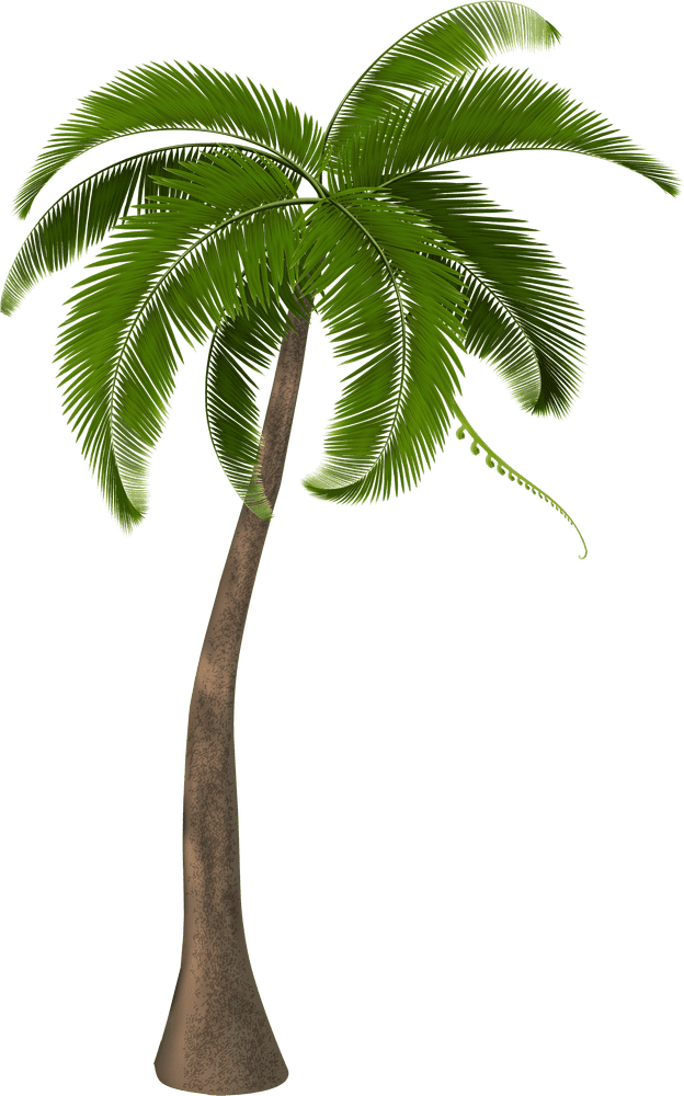 Tropical Bliss The Majestic Palm Tree PNG