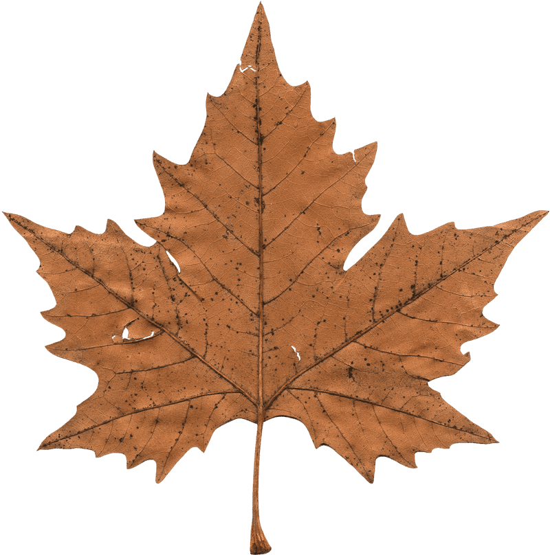 Autumn's Whispering Leaf Elegance PNG