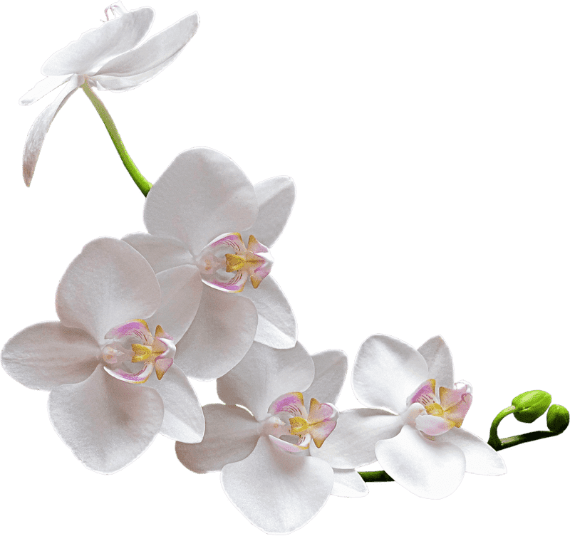 Graceful White Orchid Elegance PNG