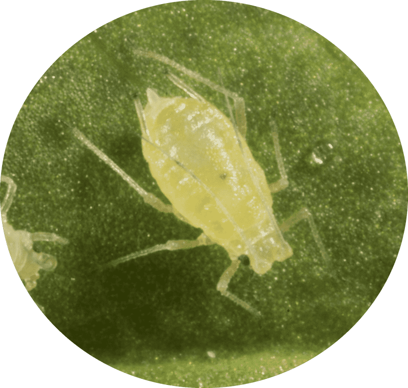 Yellow Insect on Green Leaf Surface PNG